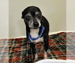 Small #5 Chihuahua