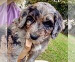 Small Photo #2 Aussiedoodle-Poodle (Standard) Mix Puppy For Sale in ANDERSON, AL, USA