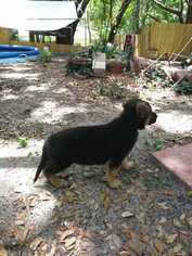 German Shepherd Dog Puppy for sale in OCOEE, FL, USA