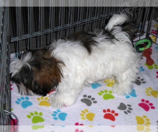 Medium Photo #12 Mal-Shi Puppy For Sale in ORO VALLEY, AZ, USA