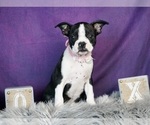 Small #3 Boston Terrier