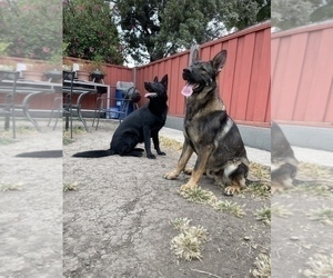 German Shepherd Dog Puppy for sale in HAYWARD, CA, USA