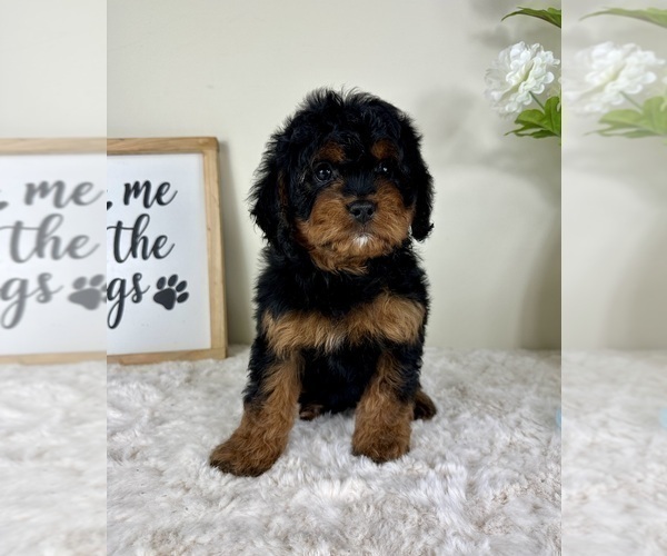 Medium Photo #1 Cavapoo Puppy For Sale in GREENFIELD, IN, USA