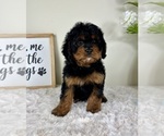 Small Cavapoo