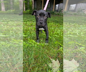 American Pit Bull Terrier-Labrador Retriever Mix Dogs for adoption in Germantown, OH, USA