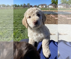 Bernedoodle-Golden Mountain Dog Mix Puppy for sale in BERTHOUD, CO, USA