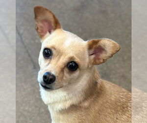 Chihuahua Dogs for adoption in Canton, CT, USA