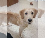 Small #1 Labradoodle