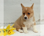 Small Photo #6 Pembroke Welsh Corgi Puppy For Sale in MORGANTOWN, PA, USA