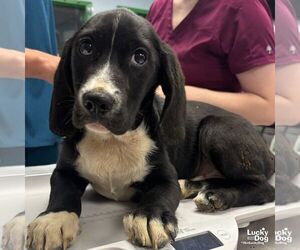 Border Collie-Unknown Mix Dogs for adoption in Washington, DC, USA