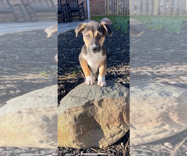 Medium Photo #17 Siberian Husky-Unknown Mix Puppy For Sale in Germantown, OH, USA