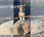 Small #16 Siberian Husky Mix