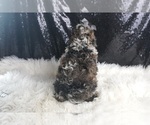 Small Photo #70 Poodle (Toy) Puppy For Sale in WARSAW, IN, USA