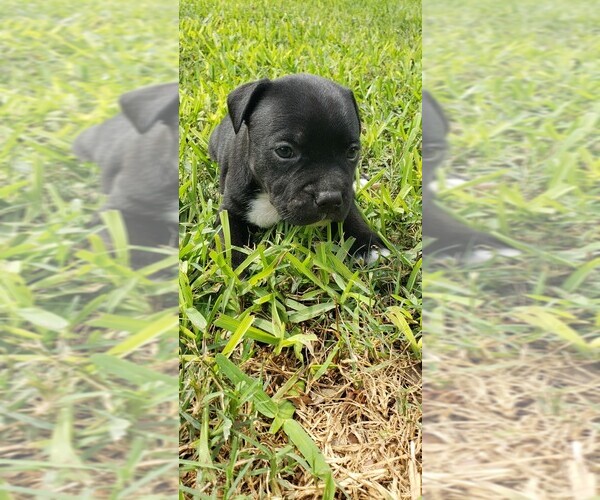Medium Photo #1 Staffordshire Bull Terrier Puppy For Sale in HOUSTON, TX, USA
