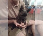 Small Photo #2 Cairn Terrier Puppy For Sale in WHITEWOOD, SD, USA