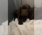 Small Photo #6 Labrador Retriever Puppy For Sale in RIVERVIEW, FL, USA