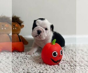 English Bulldog Puppy for sale in JOHNS ISLAND, SC, USA