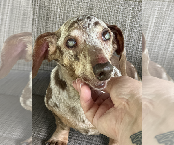 Medium Photo #5 Dachshund Puppy For Sale in Weston, FL, USA