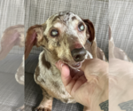 Small #4 Dachshund