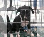 Small Bullypit