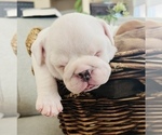 Small Photo #1 English Bulldog Puppy For Sale in WAXAHACHIE, TX, USA