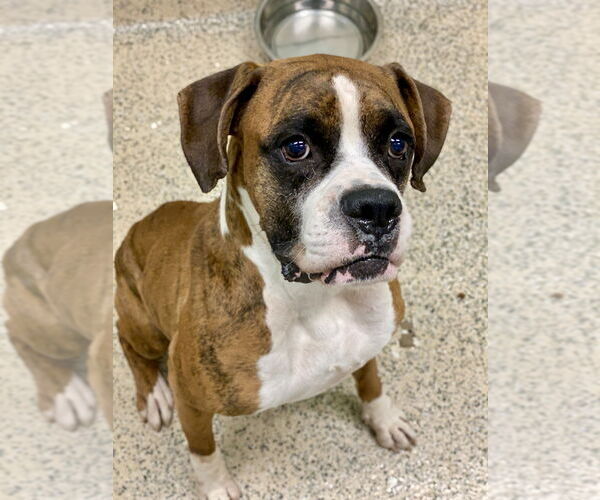 Medium Photo #3 Boxer Puppy For Sale in Austin, TX, USA