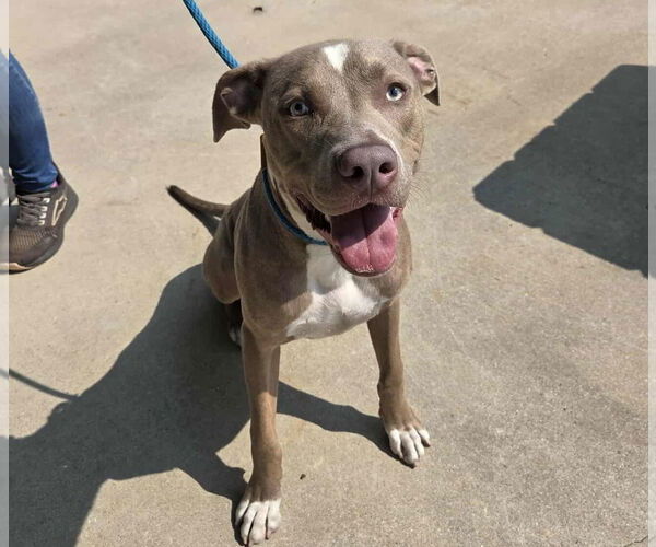Medium Photo #4 American Pit Bull Terrier-Unknown Mix Puppy For Sale in Anniston, AL, USA