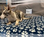 Small Photo #9 German Shepherd Dog Puppy For Sale in LOGAN, OH, USA
