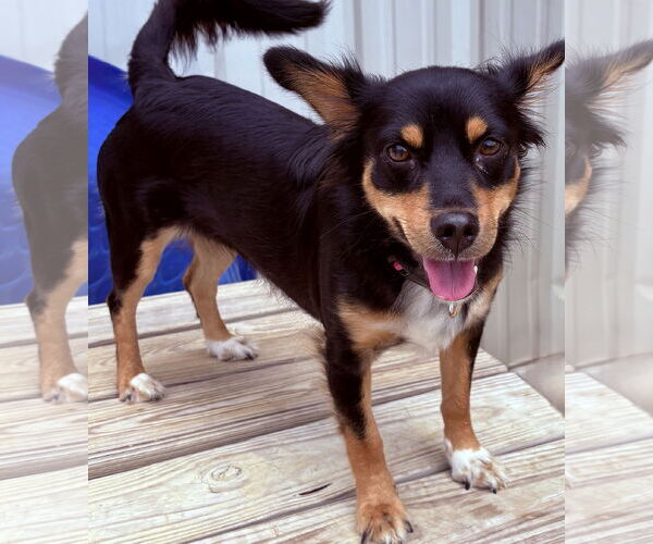 Medium Photo #1 Chihuahua-Spaniel Mix Puppy For Sale in Cranston, RI, USA