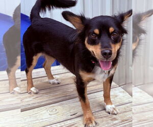 Chihuahua-Spaniel Mix Dogs for adoption in Cranston, RI, USA