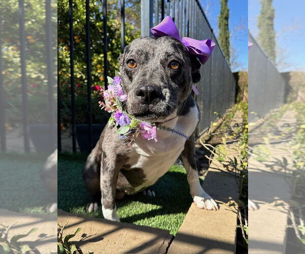 Medium Photo #6 American Pit Bull Terrier-Unknown Mix Puppy For Sale in Redlands, CA, USA