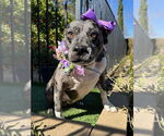 Small #5 American Pit Bull Terrier Mix