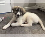 Small #1 Great Pyrenees Mix