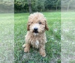 Small #5 Poodle (Miniature)