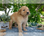 Small #2 Golden Retriever