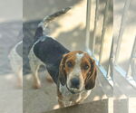Small #2 Beagle