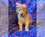 Small Photo #2 Goldendoodle Puppy For Sale in LANCASTER, TX, USA