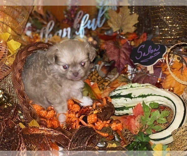 Medium Photo #19 Chihuahua Puppy For Sale in RAWSONVILLE, MI, USA