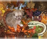 Small Photo #19 Chihuahua Puppy For Sale in RAWSONVILLE, MI, USA