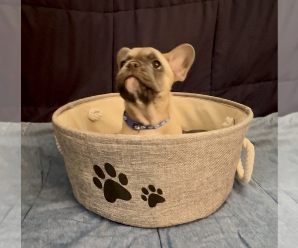 Medium Photo #10 French Bulldog Puppy For Sale in ORANGE, TX, USA