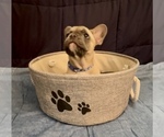 Small #9 French Bulldog