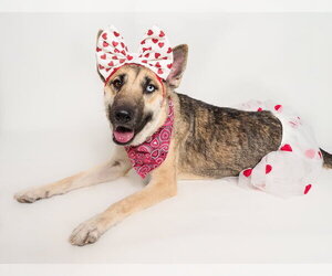 Margarita - Female Siberian Husky-Unknown Mix Dog for Adoption - Photo #4