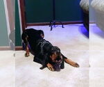 Small #2 Black and Tan Coonhound