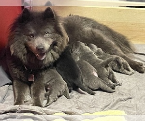 Mother of the Chow Chow puppies born on 09/30/2022