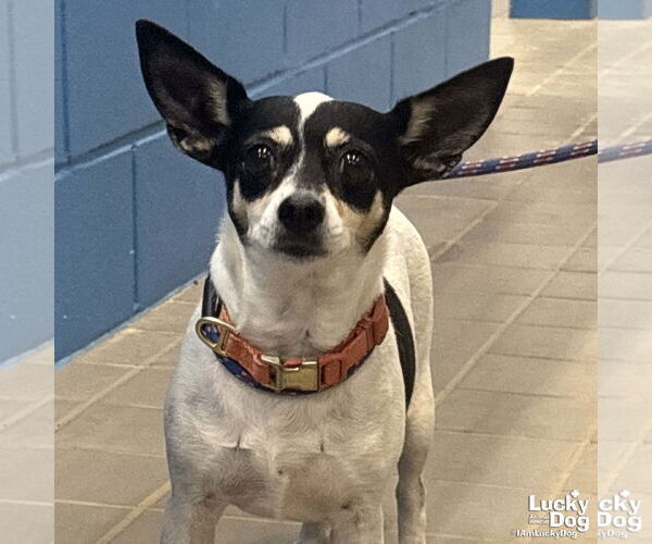 Medium Photo #3 Chihuahua-Unknown Mix Puppy For Sale in Washington, DC, USA