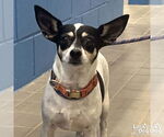 Small #2 Chihuahua Mix
