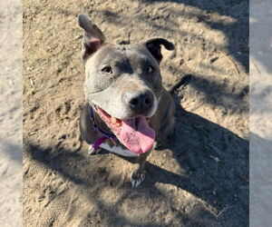 Mutt Dogs for adoption in Aurora, CO, USA