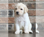 Puppy Clifford Goldendoodle