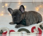 Small Photo #13 French Bulldog Puppy For Sale in FLEMING ISLAND, FL, USA