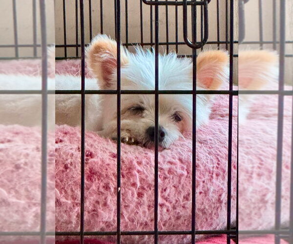 Medium Photo #3 Maltipom Puppy For Sale in Salt Lake City, UT, USA